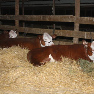 clinton-county-il-fair-cow